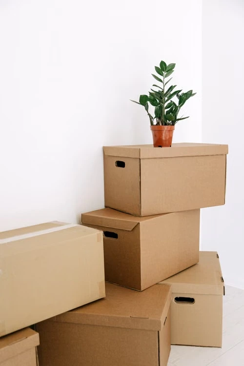 Plante verte et cartons dans un intérieur lumineux — photo illustrative